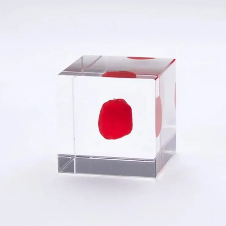 MIYA Company Sola Cube Huayruro Seed
